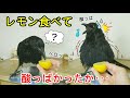 【Lemon】カラスにレモンを与えてみました。 猫や犬は本能的にレモンは食べない？ 20190913、カラス＆四つ足トリオ