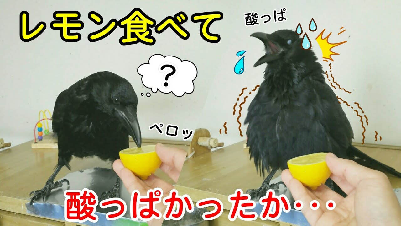 Lemon カラスにレモンを与えてみました 猫や犬は本能的にレモンは食べない カラス 四つ足トリオ Youtube Lemon カラスにレモンを与えてみました 猫や犬は本能的にレモンは食べない カラス 四つ足トリオ Youtube