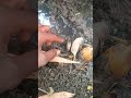 🥶जंगल की सबसे ख़तरनाक मछली मिल गई🐠Fishing video Aj ye fish Jatin #fish #shorts #animals #viral#facts