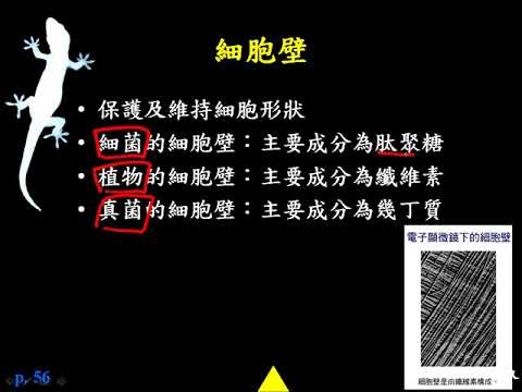 10602高一基礎生物1 2 21細胞壁一誠