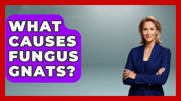 What Causes Fungus Gnats? | Insects and Invaders
