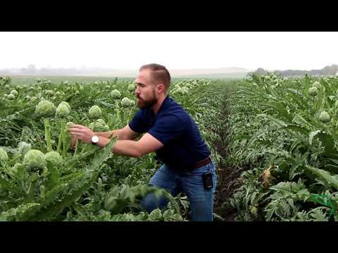 How Many Times Can an Artichoke Plant be Harvested?