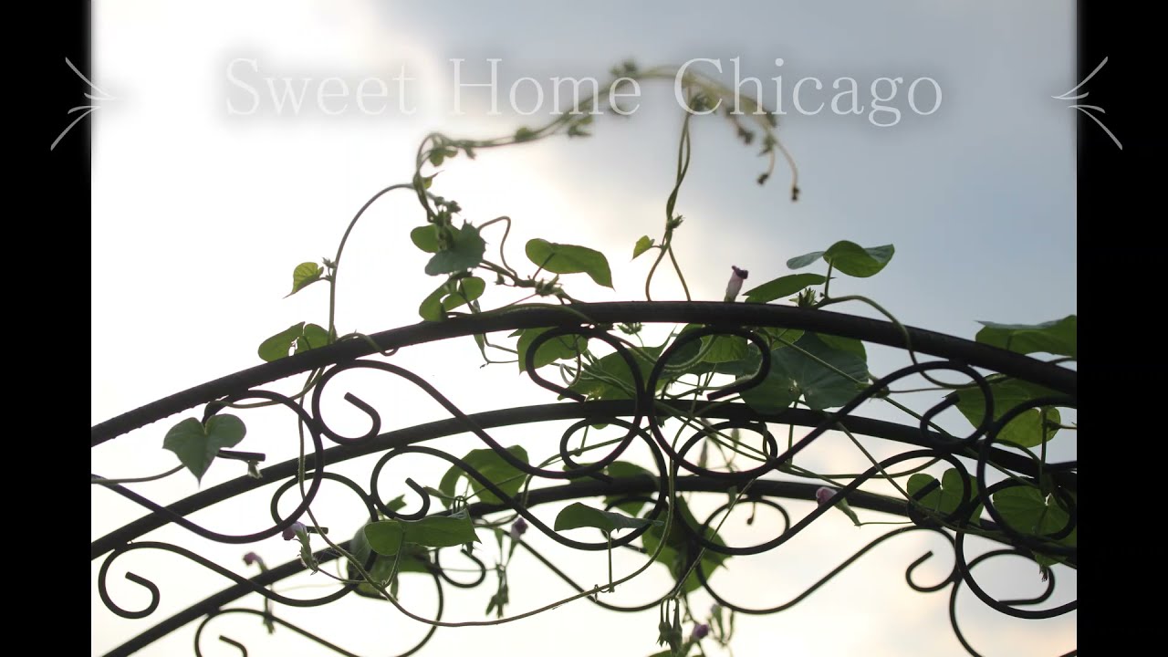 Sweet Home Chicago（The Blues Brothers）：（Chromatic harmonica：Tokunaga