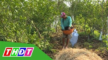 Khắc phục hiện tượng vàng lá, thối rễ, chết xanh trên cây có múi | Tái cơ cấu nông nghiệp | THDT