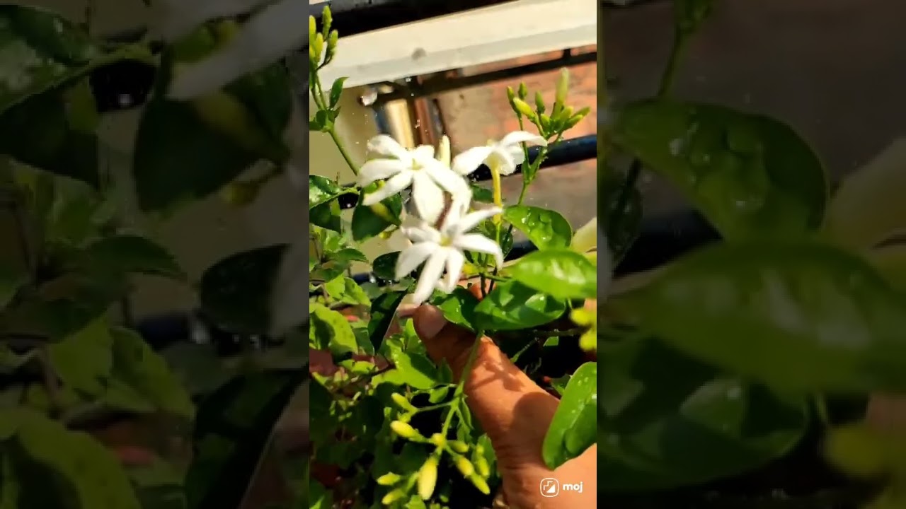 Jazmin flower showering with water 