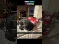 Ranking Most DRAMATIC Cats Ever 😂 #1 is RIDICULOUS