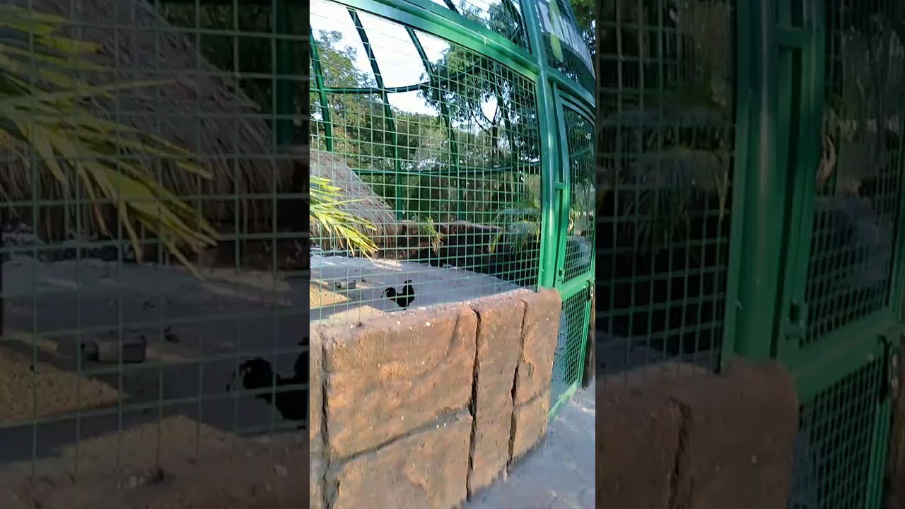 Taman burung merak 