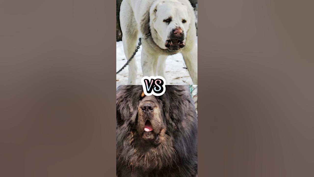 TURKISH KANGAL VS TIBETAN MASTIFF,BULLY KUTA,NEAPOLITAN MASTIFF,TOP