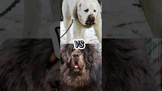 TURKISH KANGAL VS TIBETAN MASTIFF,BULLY KUTA,NEAPOLITAN MASTIFF,TOP STRONGEST DOG BREEDS