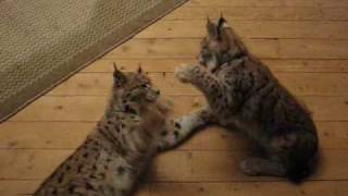 Matis The Lynx