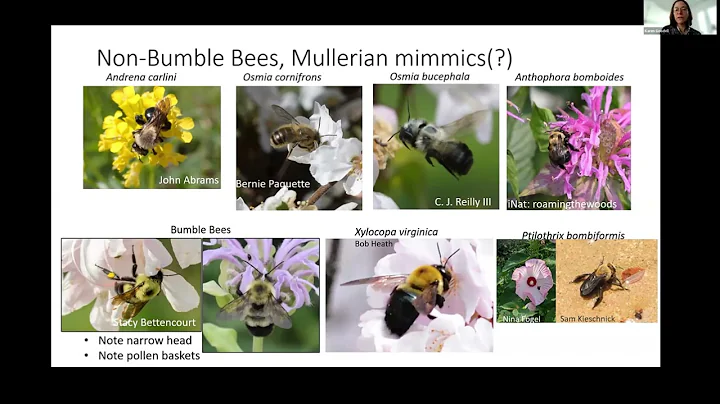 Identification of Bumble Bees from Eastern North A...