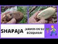 La shapaja , fruto majestuoso de la selva.