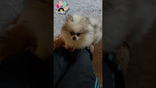 Çok Sevimli Olabiliriz Cute Dog Pomeranian Puppy