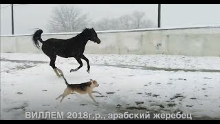 Арабский жеребец ВИЛЛЕМ 2018г.р. Цена 79883400208 WhatsApp/Telegram. Конеферма \ Арабский жеребец ВИЛЛЕМ 2018г.р. Цена 79883400208 WhatsApp/Telegram. Конеферма \