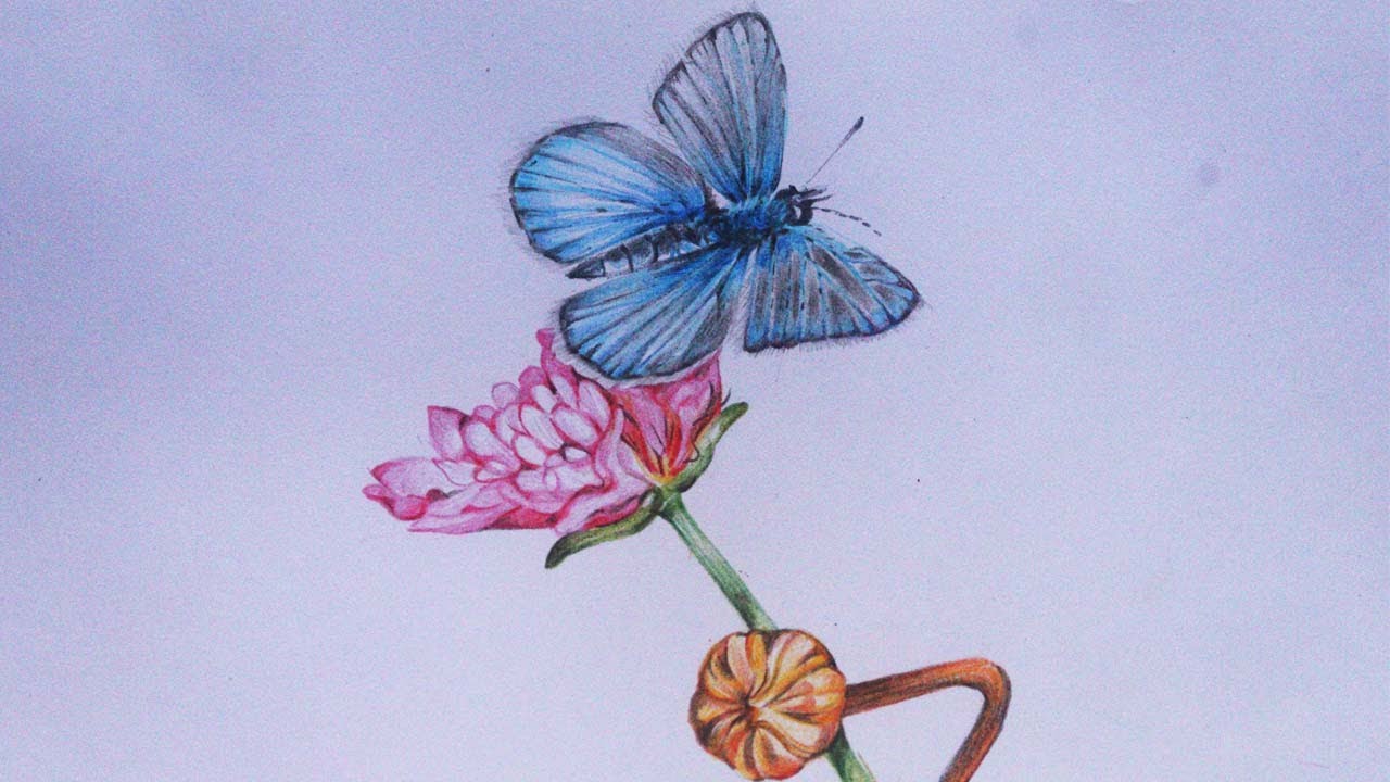 Drawing a Butterfly and flower with color pencils | easy drawing ...