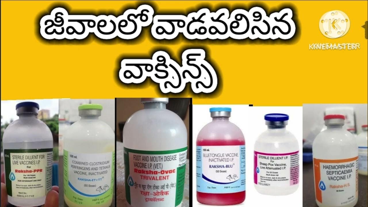 Vaccination Schedule For Sheep sheep  vaccination-schedule-for-sheep-sheep