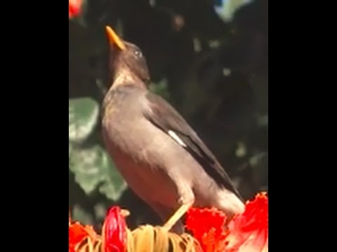 The Common Myna  Kavalam kili and Madatha 