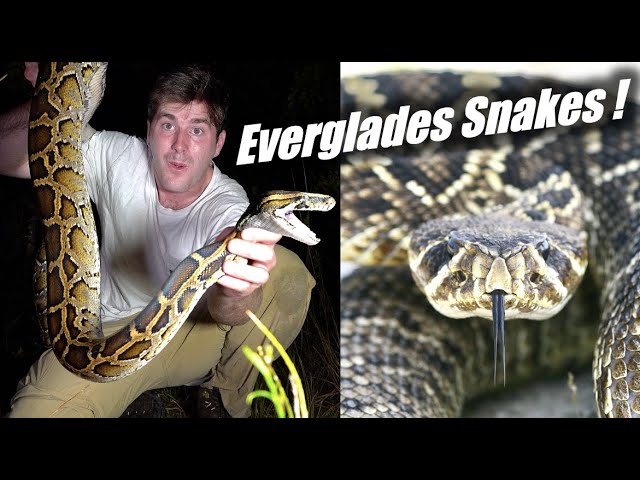 Snake plays dead : r/interestingasfuck