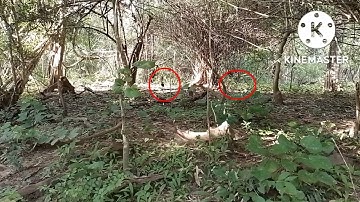 Dib qaib qus tuaj zoo heev 01-09-2022