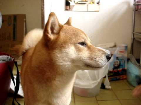 柴犬愛唱歌