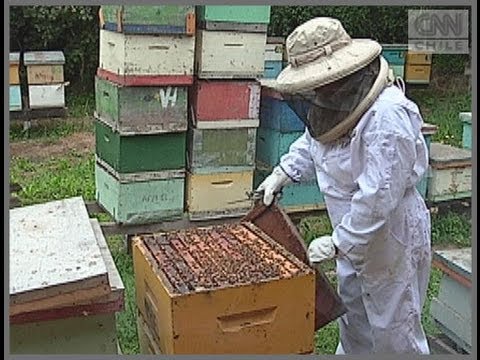 Video: Beneficios Del Polen De Abeja