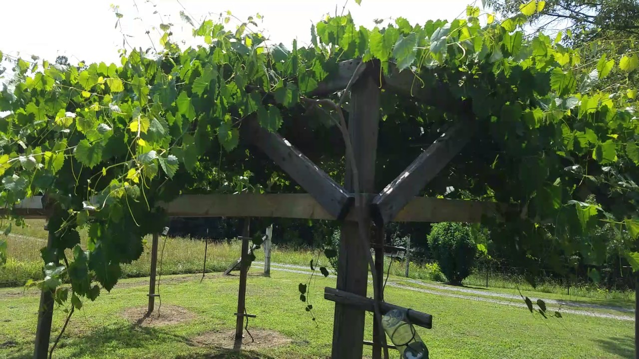 Muscadine Grapes in Tennessee Update 2017 YouTube