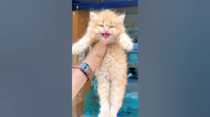 Kitten meowing to attract cats 😻 / Cat sound | Cat Voice | Cat videos | Persian cat | Cats | Kitten thumbnail