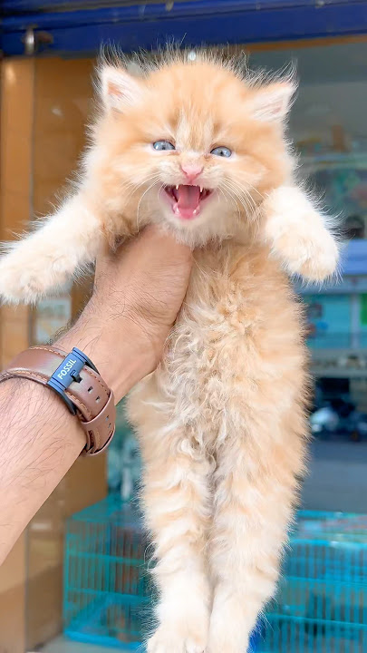 Kitten meowing to attract cats 😻 / Cat sound | Cat Voice | Cat videos | Persian cat | Cats | Kitten