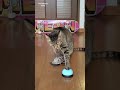 ベル鳴らしの勢いに笑ってしまったw【The cat rang the bell so loudly that it made me laugh.】