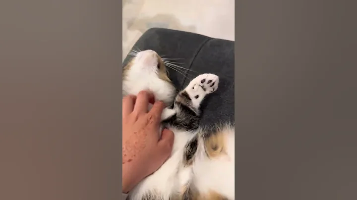 Video 10593401: munchkin cat pet, munchkin pets catlover