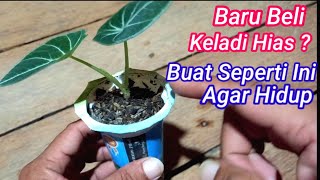 Cara Merawat Keladi Agar Tumbuh Subur