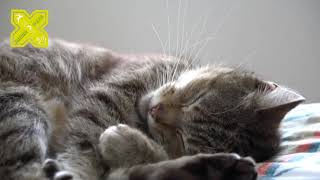 How Do Cats Sleep - Funny Compilation by Nadia Pets Global 2 views 2 years ago 1 minute, 7 seconds