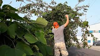 ''MULBERRY'  THE WILD BERRIES OF SOUTH KOREA