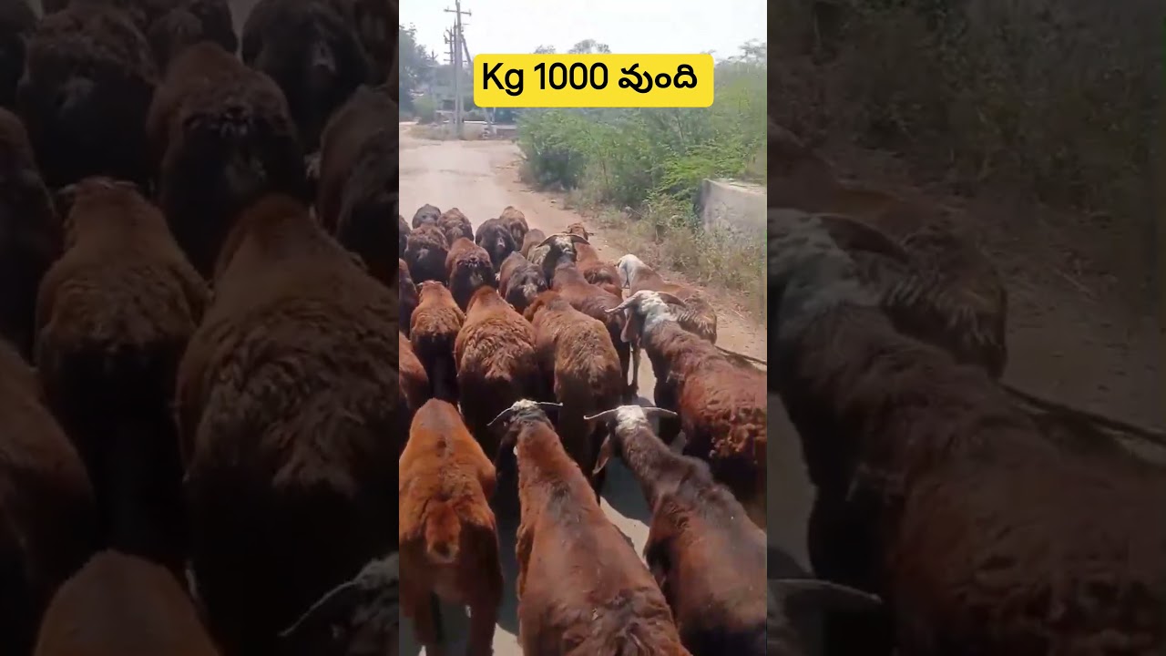 mutton price 1000 rupees 