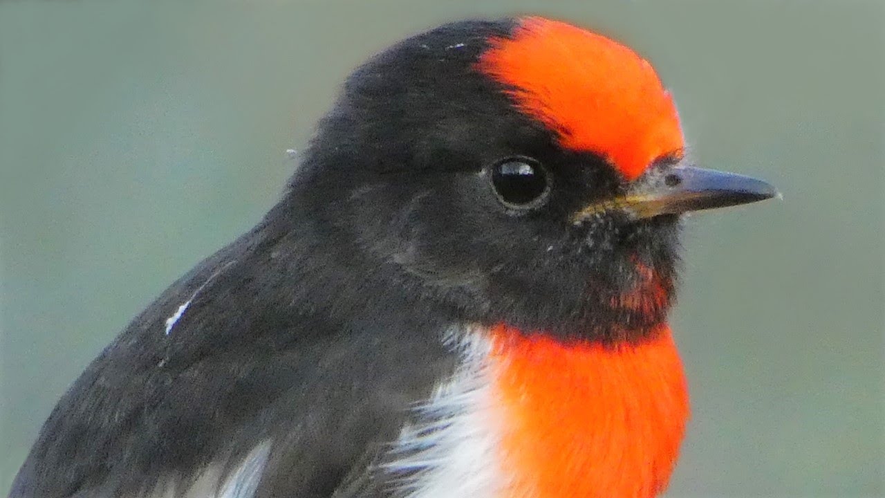 Enchanting red capped robins singing nesting and raising young in