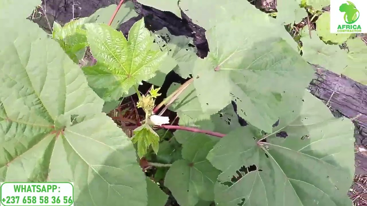 Culture du gombo : entretien et récolte