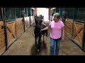 Dee takes Louie out for a spin at McIntosh Stables