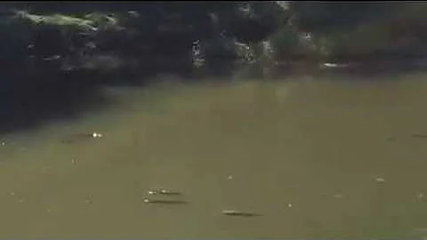 Fish Gulping at Surface: Pond Oxygen Levels