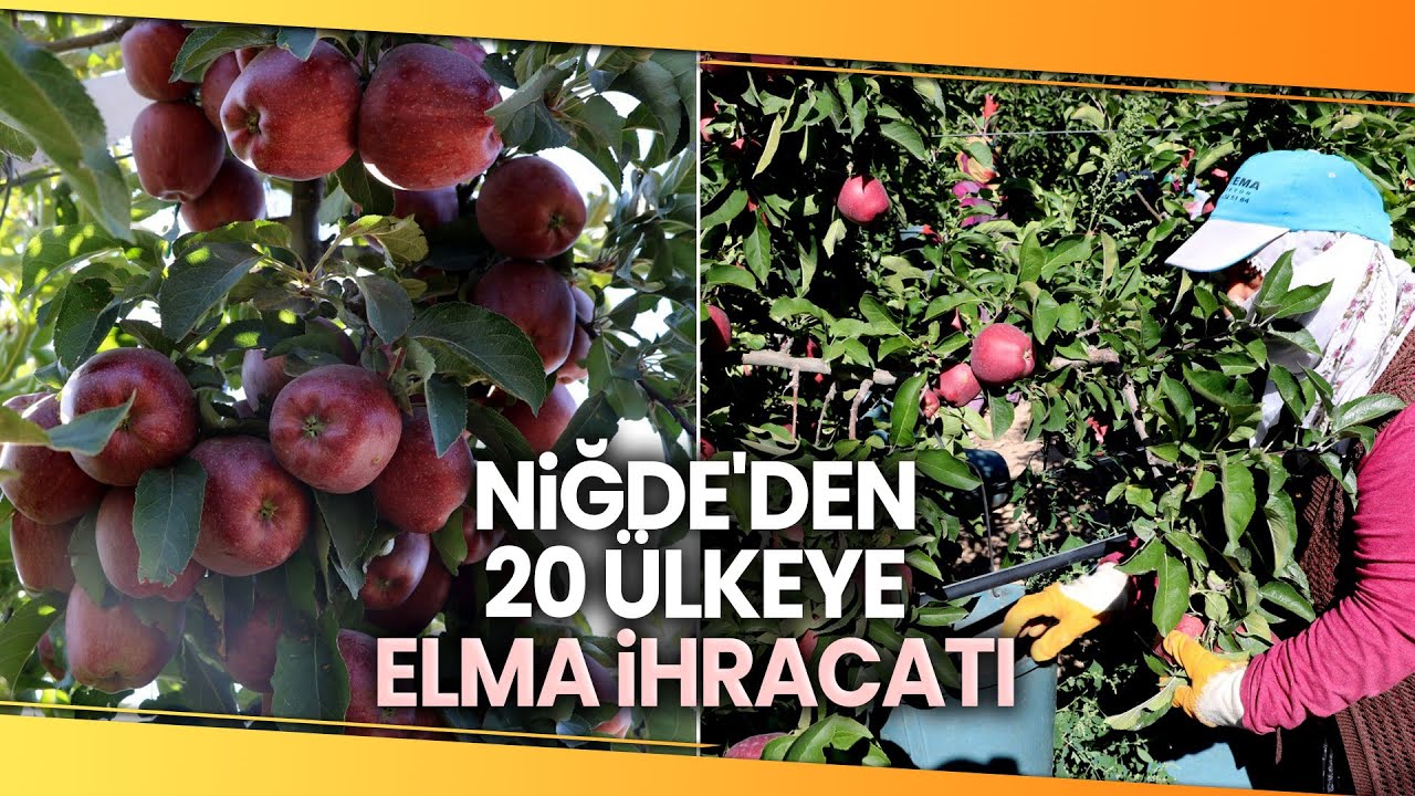 Türkiye’de İlk 3’te Olan Niğde Elmasının Hasadı Başladı