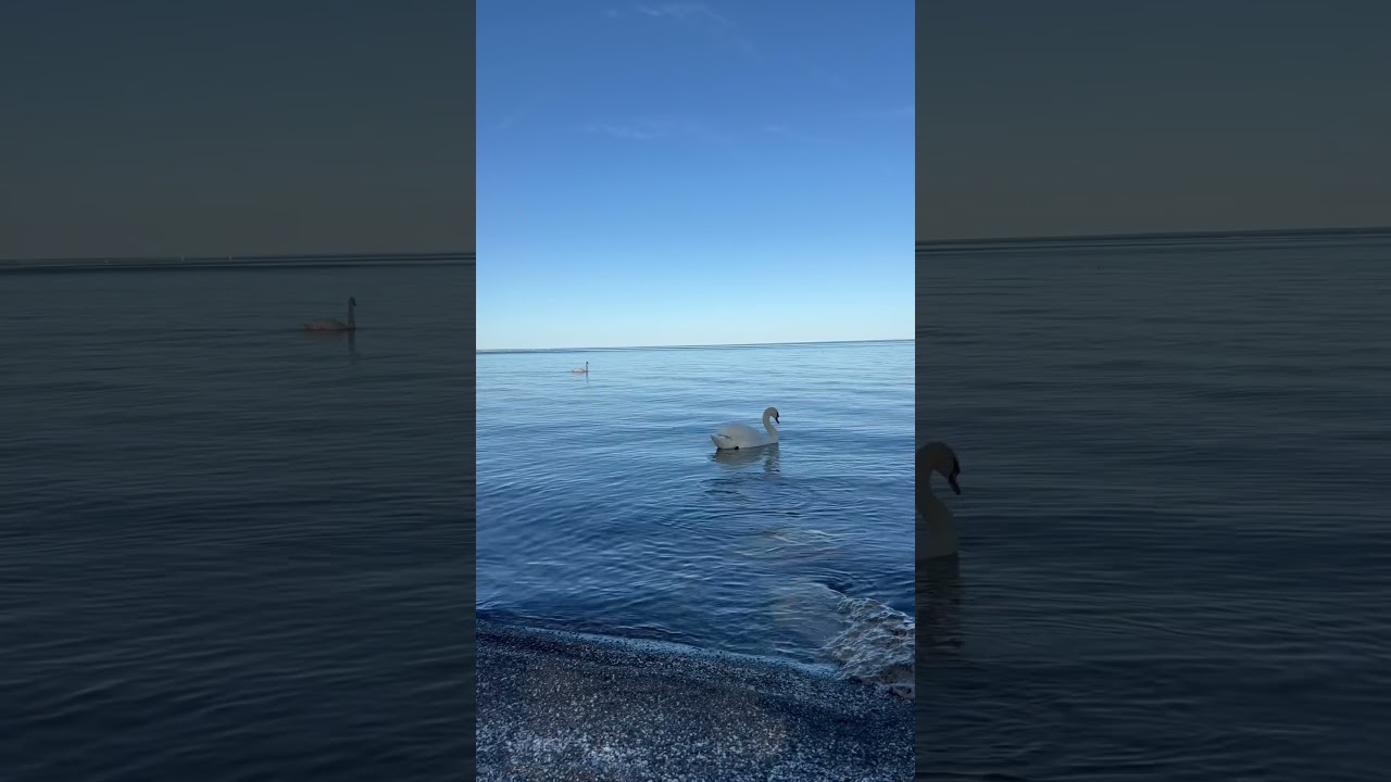 Lakeview with a swan 🦢 