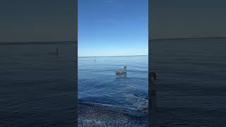 Lakeview with a swan 🦢 #toronto #summersincanada #swan #relaxing videos #lovingthevibe