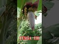 TUMIA TOTO LA NDIZI KWA KUKU ANAYESUMBUA KUTAGA 