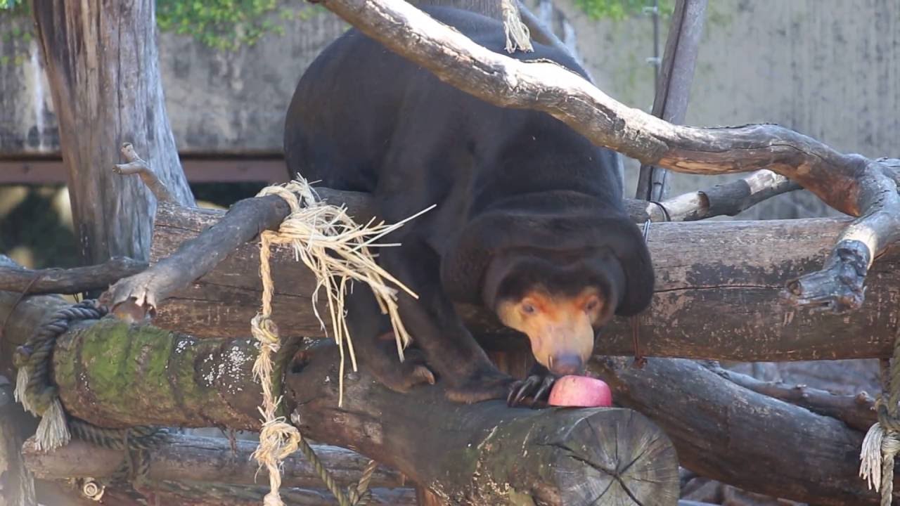 The cutest and the smallest bear in earth. Sun Bear
