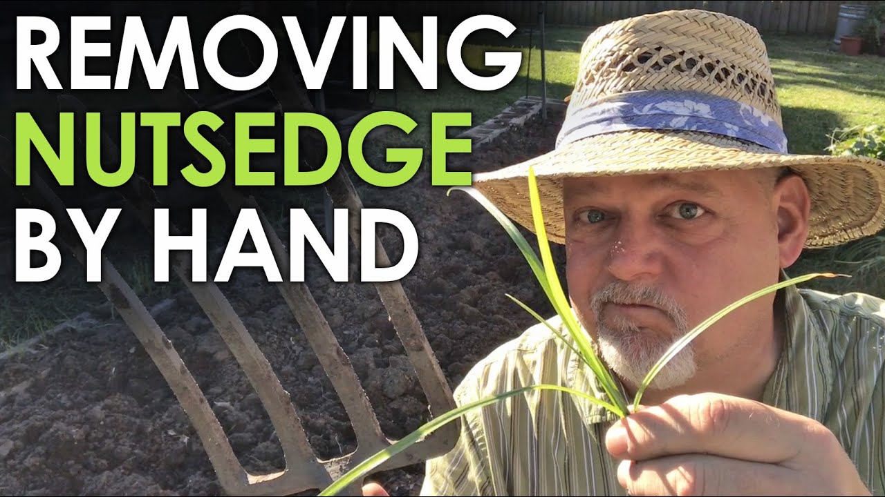 How to Remove Nutsedge by Hand Black Gumbo YouTube