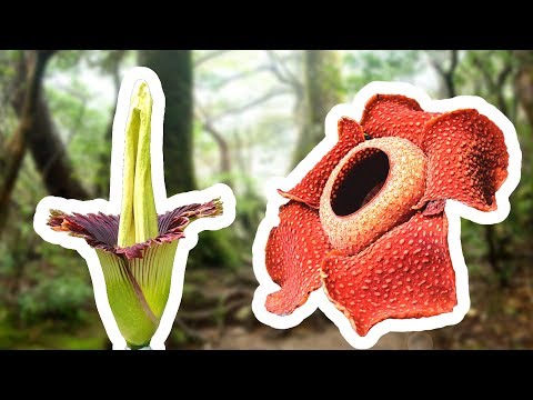 Video: Jaká Je Největší Květina Na Světě