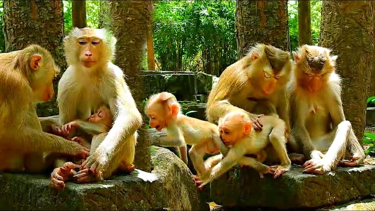 Cutest & Smartest Moly & Lilo Play Happily Together With Beloved Family ...