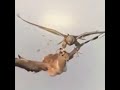 حر يصيد مع شيله ميكس