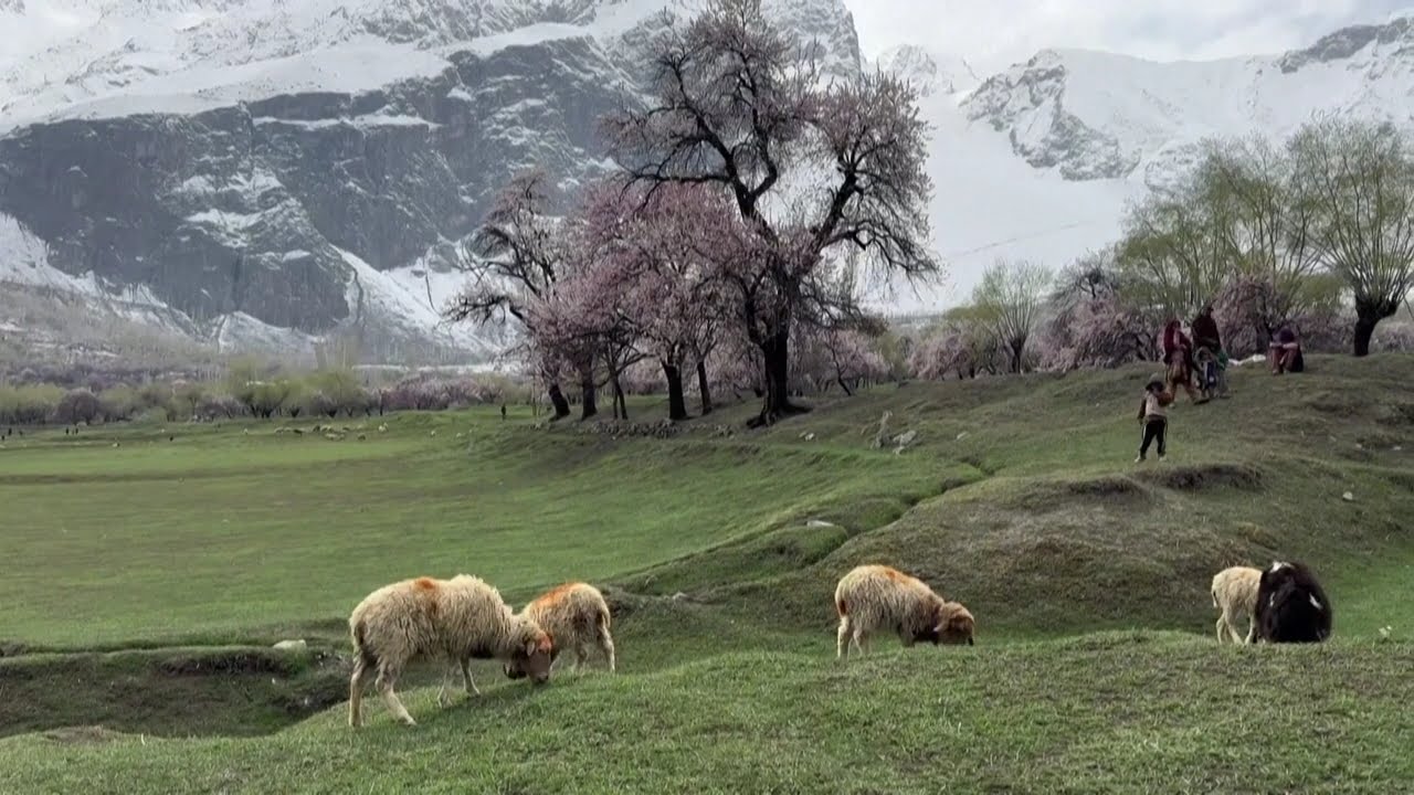 Pink Apricot Blossoms Blanket Snowy Fields in Pakistan's North