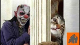 Cats and Dogs Scared of Masks   Halloween 2018 Exclusive