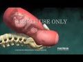 Normal Vaginal Birth With Cervical Effacement And Dilatation Dilation